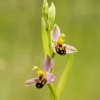 Bee orchid in France.