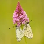 Black-veined whites on pyramidal orchid in France.