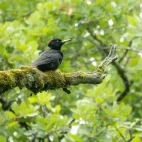 Black woodpecker in France.