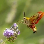 Broad-bordered bee hawk-moth in France.