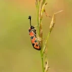 Chalk burnet moth in France.