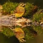 Cirl bunting in France.