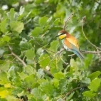 European bee-eater in France.