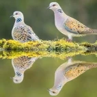 A pair of European turtle doves, France.