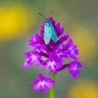 Moth on an orchid in France.