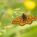 Marsh fritillary in France.