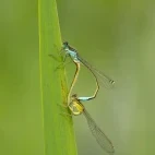 Blue-tailed damselflies in France.