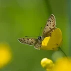 Sooty copper in France.
