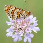 Spotted fritillary in France.