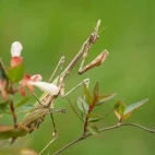 Conehead mantis in France.