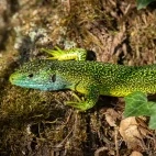 Green lizard in France.