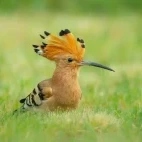 Eurasian hoopoe in France.