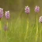 Man orchid in France.