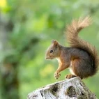 Red squirrel in France.