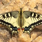 Swallowtail butterfly in France.