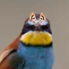 Eurasian bee-eater in Hungary.