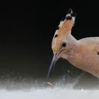 Eurasian hoopoe in Hungary.