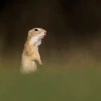 Ground squirrel in Hungary.