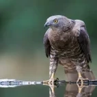 European honey buzzard in Hungary.