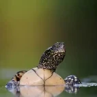 European pond terrapin in Hungary.