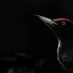 Black woodpecker in Hungary.