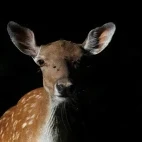 Fallow deer in Hungary.