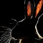 Brown hare in Hungary.