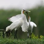 Spoonbill in Hungary.