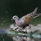Turtle dove in Hungary.