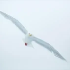 Glaucius gull in Svalbard.