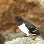 Little auk in Svalbard.