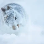 Mountain hare in the Cairngorms National Park, Scotland.