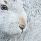 Mountain hare in the Cairngorms National Park, Scotland.