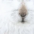 Mountain hare in the Cairngorms National Park, Scotland.