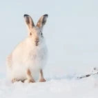 Mountain hare in the Cairngorms National Park, Scotland.