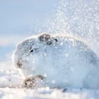 Mountain hare in the Cairngorms National Park, Scotland.