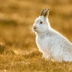 Mountain hare in the Cairngorms National Park, Scotland.