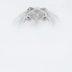 Mountain hare in the Cairngorms National Park, Scotland.