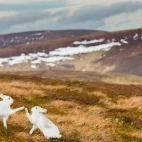 Mountain hare in the Cairngorms National Park, Scotland.