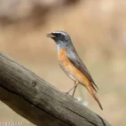 A common redstart in Spain.