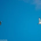 Eurasian spoonbills in flight, Spain.