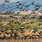 Glossy ibis in Spain.