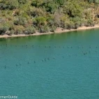 Great cormorants in formation, Spain.