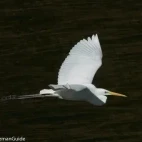 A great white egret in flight, Spain.