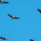 Vultures in flight, in Spain.