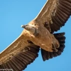 A griffon vulture in Spain.