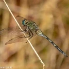 A long skimmer in Spain.