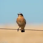 A northern wheatear in Spain.
