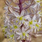 A sea squill, in Spain.