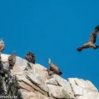 An imperial eagle in flight, alongside griffon vultures on a rock.